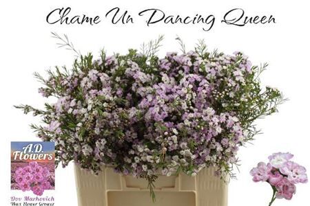 Cham Un Dancing Queen