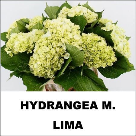 Hydr M Lima 45cm