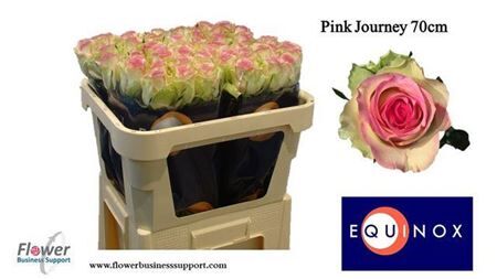 R Gr Pink Journey