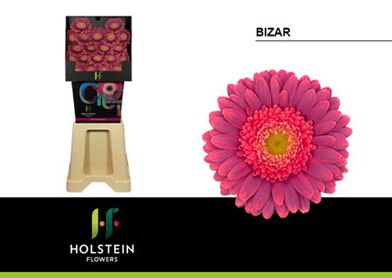 Ge Mi Bizar Diamond X80