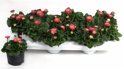 Bellis Speed Star Roze