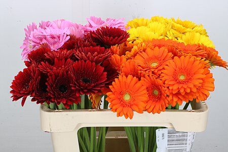 Ge Mi Gemengd 4 Kleuren Aqua