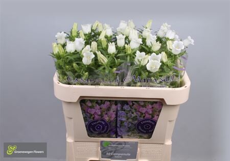 Camp M Champion Whit