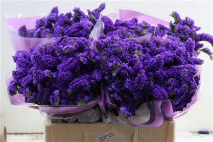 Lim S Acqua Su Birds