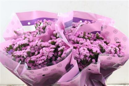 Lim S Rosel Su Birds