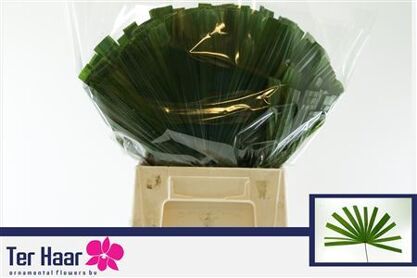 Chamaerops Blad