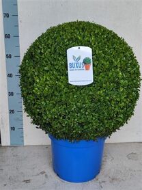 Buxu Sempervirens