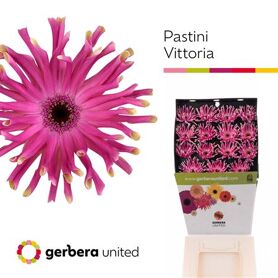 Ge Kv Pastini Vittoria Diamond