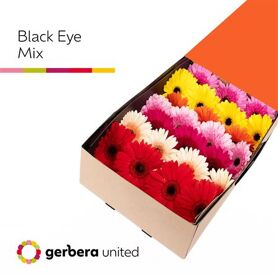Ge Gr Black Eye Mix Doos
