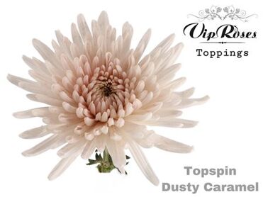 Chr G Topspin Dusty Caramel