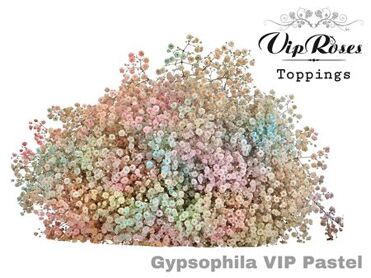 Gyps Pa Vip Pastel Mix