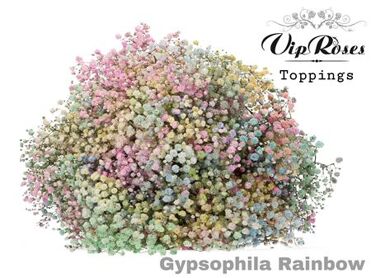 Gyps Pa Rainbow Pastel