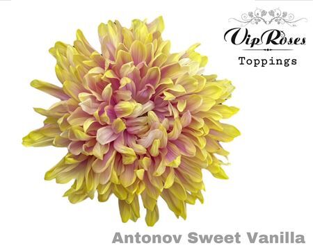 Chr G Antonov Sweet Vanilla