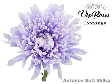 Chr G Antonov Soft Milka