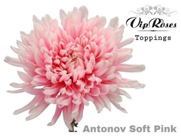 Chr G Antonov Soft Pink