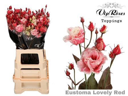 Eust G Alissa Lovely Red