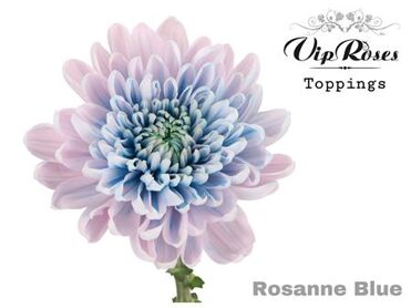Chr G Rosanne Blue