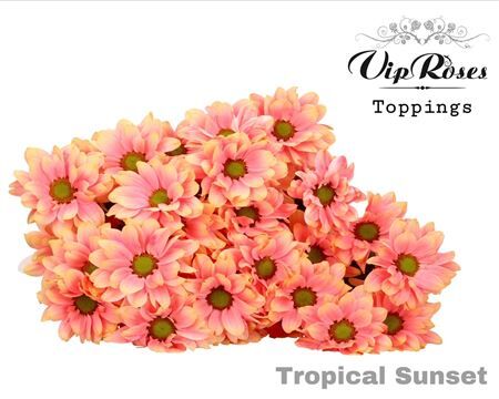 Chr T Tropical Sunset