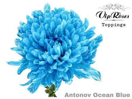 Chr G Antonov Ocean Blue