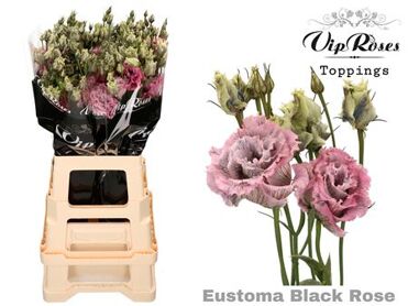 Eust G Alissa Black Rose
