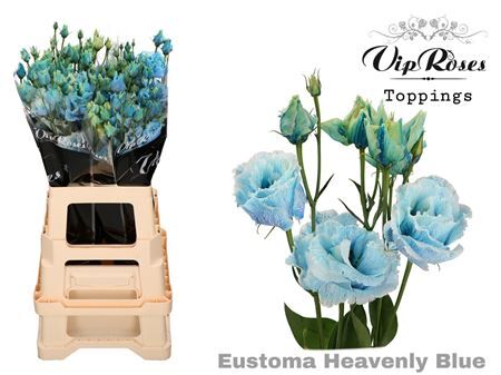 Eust G Alissa Heavenly Blue