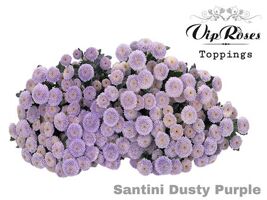 Chr S Dusty Purple