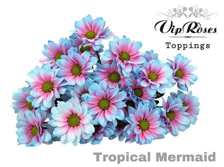 Chr T Tropical Mermaid