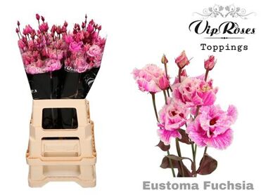 Eust G Alissa Fuchsia