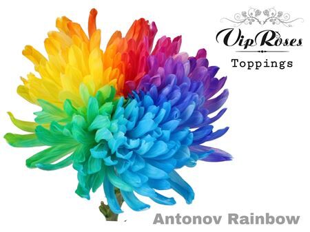 Chr G Antonov Rainbow X20