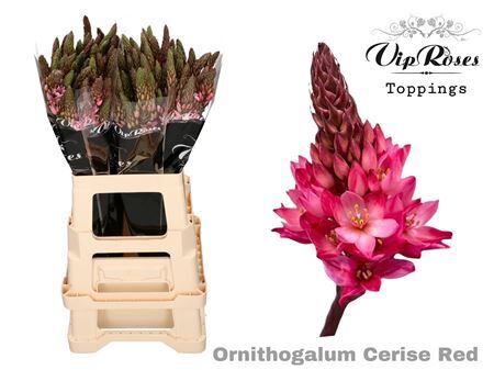 Ornit Mount Fuji Cerise Red