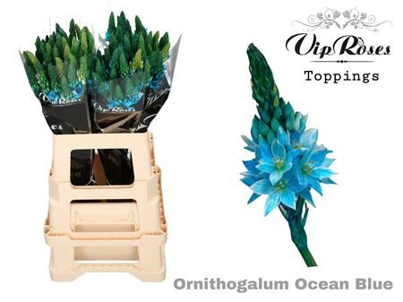 Ornit Mount Fuji Ocean Blue
