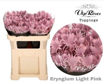 Eryngium Supernova Light Pink 60cm