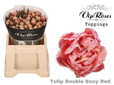 Tu Du Double Sexy Red