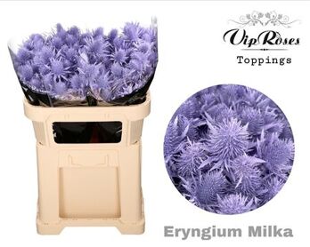 Eryngium Supernova Milka 60cm
