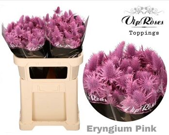 Eryngium Supernova Pink 60cm