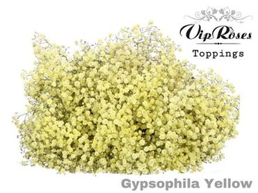 Gyps Pa Yellow