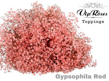 Gyps Pa Red