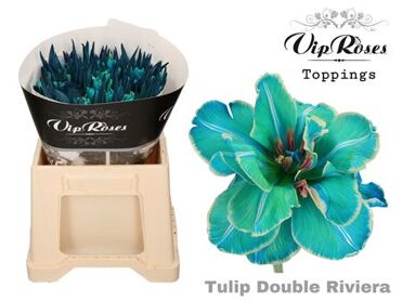 Tu Du Double Riviera