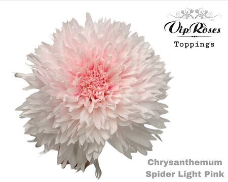 Chr G Spider Light Pink
