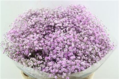 Gyps Pa. Lavender