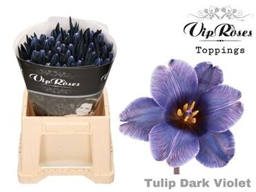 Tu En A Dark Violet