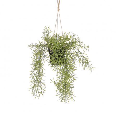 Hanging Rhipsalis d20*40cm