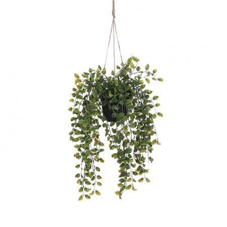 Hanging Ficus d20*46cm