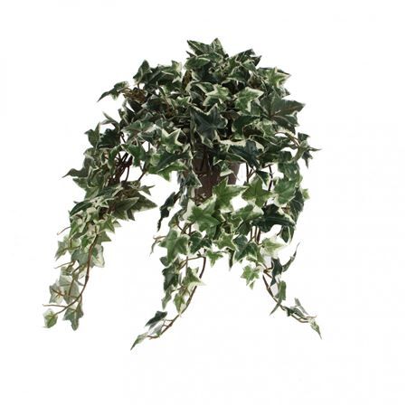 Pot Hedera hel.d11/25*45cm