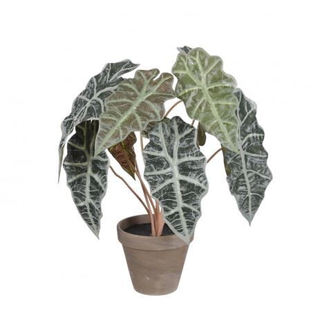 Pot Alocasia d13/36*44cm