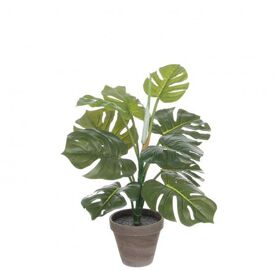 Pot Monstera d13/39*48cm