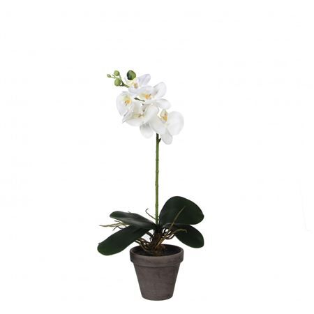 Pot Phalaenopsis d11/13*48cm