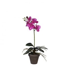 Pot Phalaenopsis d11/13*48cm