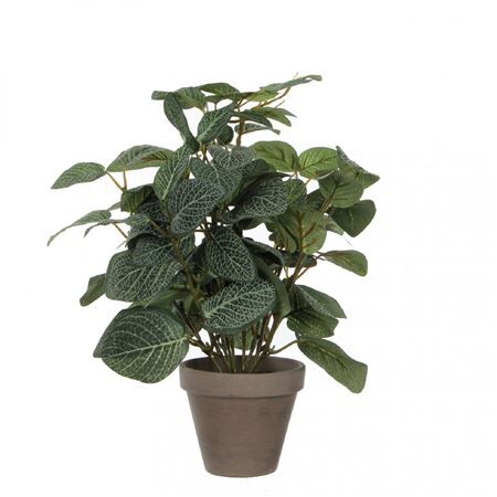 Pot Pilea d11/25*35cm