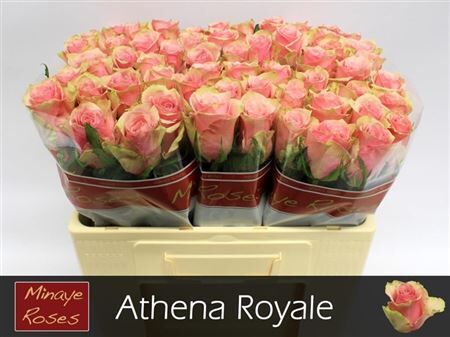 R Gr Athena Royale